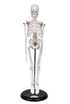 Esqueleto Humano de 45 cm Altura com Suporte, Anatomia - SDORF