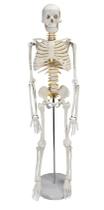Esqueleto Humano de 85 cm com Articulação - DUMONT SIMULADORES