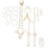 Esqueleto Humano Desarticulado Tam. Natural, Anatomia - SDORF