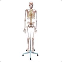 Esqueleto Humano Padrão 180cm Em Suporte C/ Rodas