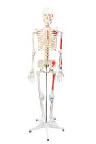 Esqueleto Humano Padrão de 1.70 cm com Origens e Inserções Musculares, Haste e Suporte com Rodas