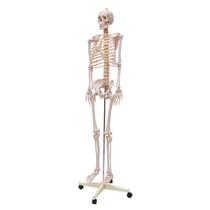 Esqueleto humano padrão de 1,70 cm c/ suporte, haste e rodas sd-5000