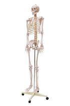 Esqueleto Humano Padrão de 1,70 Suporte Haste e Rodas
