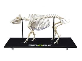 Esqueleto natural porco articulado (sus scrofa domesticus) sd7200 - SDORF SCIENTIFIC DO BRASIL