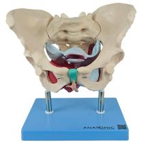 Esqueleto Pélvico Com Útero 2 Partes, Anatomia Esqueleto Pélvico Com Útero 2 Partes, Anatomia