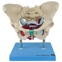Esqueleto Pélvico com Útero em Tamanho Natural