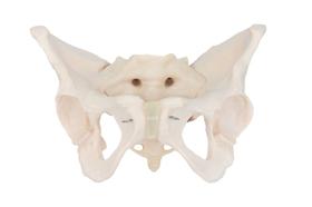 Esqueleto Pélvico Feminino, Anatomia da Pelve Feminina - SDORF
