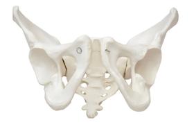 Esqueleto Pélvico Feminino, Anatomia Pelve Feminina - SDORF