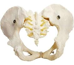 Esqueleto Pelvico Feminino Modelo Anatômico Pelve Realistico
