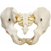 Esqueleto Pélvico Masculino, Anatomia Pelve Masculina