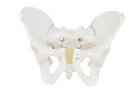 Esqueleto Pélvico Masculino, Anatomia