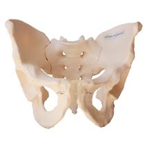 Esqueleto Pélvico Masculino ,Modelo Anatômico