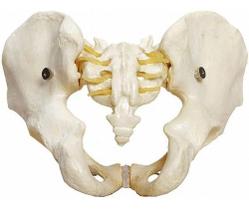 Esqueleto Pelvico Masculino Modelo Anatômico Para Estudo Esqueleto Pelvico Masculino Modelo Anatômico Para Estudo