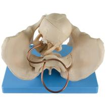 Esqueleto Pélvis Demonstração Momento Parto, Anatomia