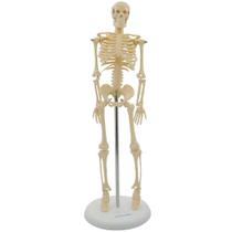 Esqueleto Portátil - 85cm Esqueleto Portátil - 85cm