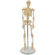 Esqueleto Portátil - 85cm Esqueleto Portátil - 85cm