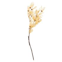 Esqueleto Seco Preservado de Cabo Verde en Ramo de Ramas Vickerman Esqueleto Seco Preservado de Cabo Verde en Ramo de Ramas Vickerman