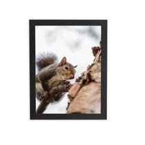 Esquilo Árvore Foto Animais Quadro Moldura Preta 60X40Cm