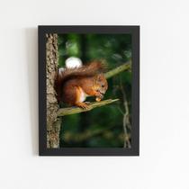 Esquilo Roendo Animais Quadro Moldura Preta 60x40cm