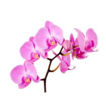 Essência Casa das Orquídeas 100ml Essência Casa das Orquídeas 100ml