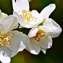 Essência Vela Jasmim 100ml