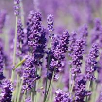 Essência Vela Lavanda Inglesa 100ml