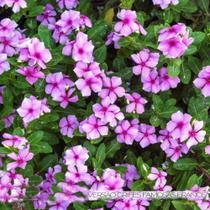 Essência Verbena France 100ml Essência Verbena France 100ml