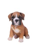 Estátua de cachorro Boxer Hi-Line Gift Ltd., poliresina, interior e exterior