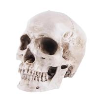 Estátua De Caveira De Resina Para Halloween, Escultura De Esqueleto Em Escala 1:1 Para Decoração De