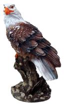 Estatueta Águia 22cm Espanta Pombo Em Resina Enfeite Decorativo - Vitrine da Decoração