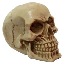 Estatueta Cranio Socrates n 2 de Resina Pequeno - Decore Casa
