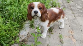 Estatueta Hi-Line Gift Ltd Estátua do King Charles Spaniel