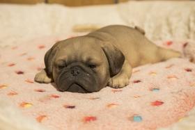 Estatueta RUNADI 87710-L Pug Puppy Sleeping Statue Estatueta RUNADI 87710-L Pug Puppy Sleeping Statue
