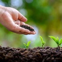 Esterco de galinha substrato adubo orgânico 5 KG Mogifertil Esterco de galinha substrato adubo orgânico 5 KG Mogifertil