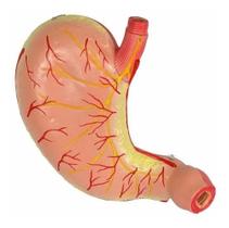 Estômago Em 2 Partes Ampliado 3x Modelo Anatomico P/ Estudo Estômago Em 2 Partes Ampliado 3x Modelo Anatomico P/ Estudo