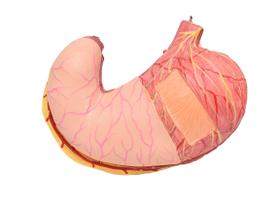 Estômago em Tamanho Real em 2 Partes