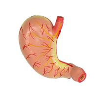 Estômago Humano 3X O Tamanho 2 Partes, Anatomia Estômago Humano 3X O Tamanho 2 Partes, Anatomia