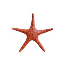 Estrela do Mar Amarela 25 cm Decorativa Inspiração Boho Praia Verão VÁRIAS VARIEDADES