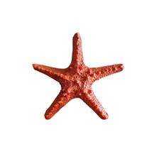 Estrela do Mar Laranja 15 cm Estilo Boho Chic, Rústico e Tropical VÁRIAS VARIEDADES