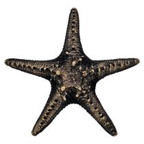 Estrela Mar Pendurar Parede Pousada Praia Resina 20cm Preto Estrela Mar Pendurar Parede Pousada Praia Resina 20cm Preto