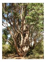 Eucalipto Cloeziana p/ Reflorestamento 20g