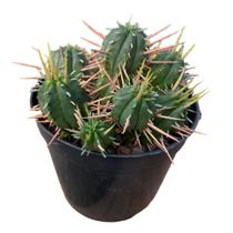 Euphorbia Enopla Boiss Cacto Saudável Para Colecionadores