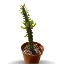 Euphorbia Guentheri Cacto 12 A 20 Cm Top De Linha Plantada
