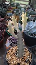 Euphorbia Lactea Variegata White Ghost