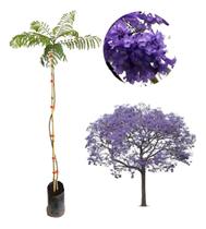 Excelente Muda De Jacarandá Mimoso - Bem Formado Excelente Muda De Jacarandá Mimoso - Bem Formado