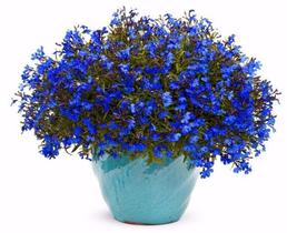 Facélia Azul - 400mg De Sementes