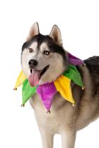 Fantasia de coleira de pescoço para cães ComfyCamper Mardi Gras XS-XXL