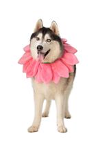 Fantasia para cães ComfyCamper Pink Flower Colar XS-XXL