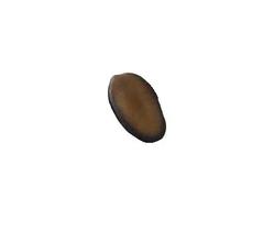 Fava de Divina Fé Proteção Conexão Espiritual Fava de Divina Fé Proteção Conexão Espiritual