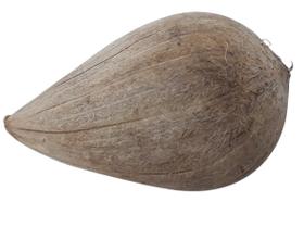 Fava de Ifá Sabedoria Proteção Conexão com o Sagrado Fava de Ifá Sabedoria Proteção Conexão com o Sagrado
